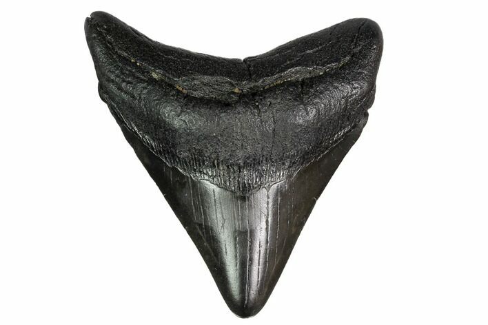 Fossil Megalodon Tooth - Georgia #151528